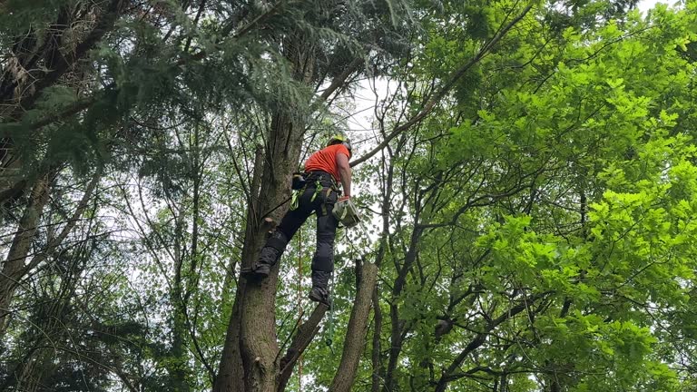  Lake City, GA Tree Services Pros